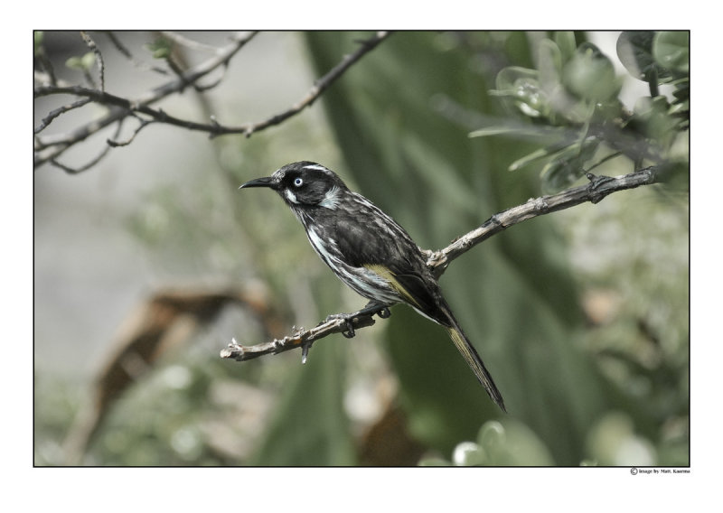 bird3.jpg