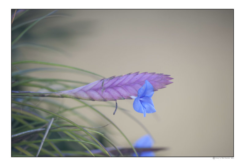 DSC_7366-Edit.jpg