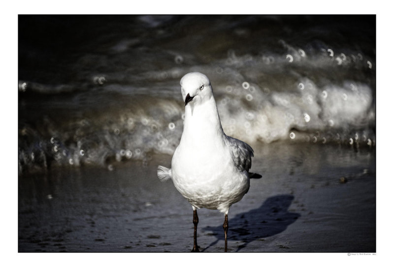 DSC_6806-Edit-Edit.jpg
