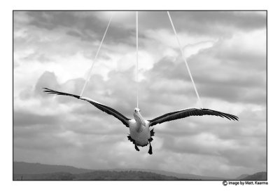 stork3.jpg