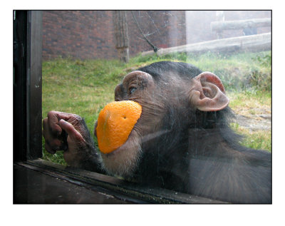 ape2.jpg