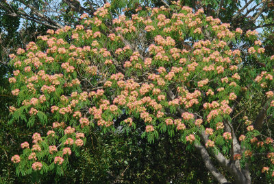 blooming silk tree detail