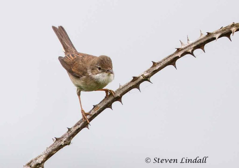 Whitethroat