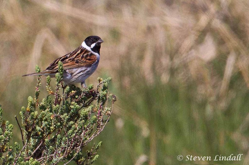 Reed Bunting