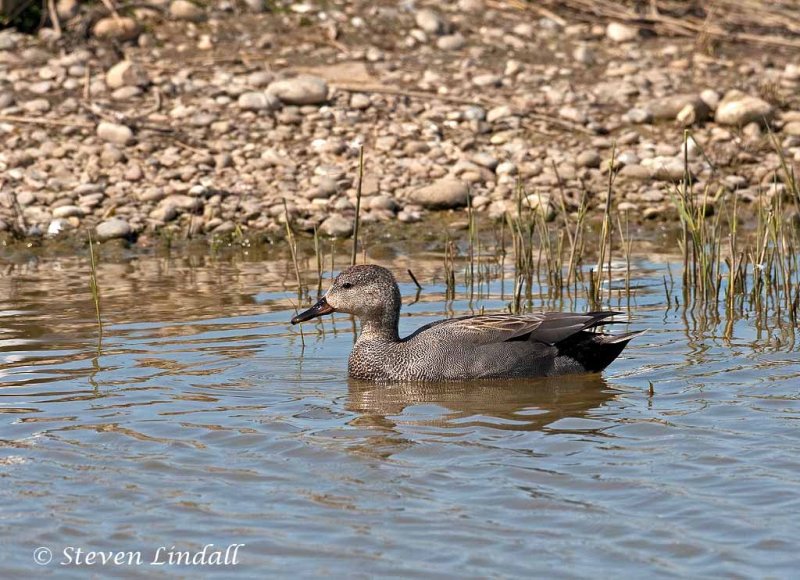 Gadwall