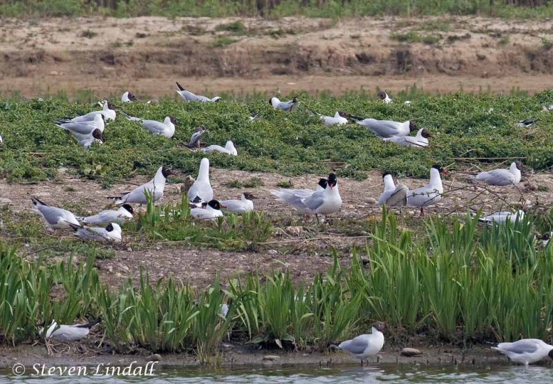 Mediterranean Gulls