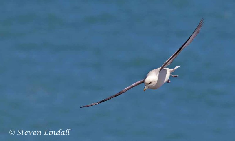 Fulmar