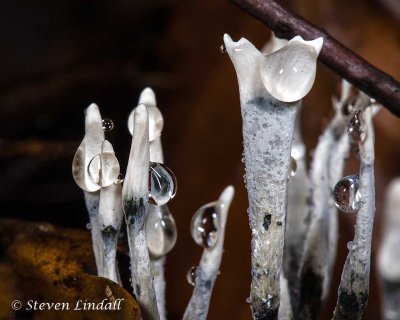 Candlestick Fungus