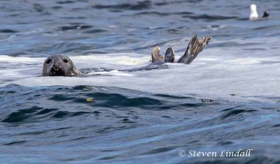 Grey Seal off the Farne Islands