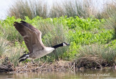 Canada Goose