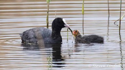 Coot & Chick
