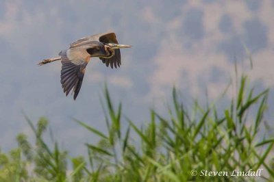 Purple Heron