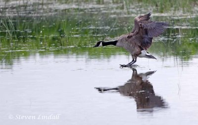 Canada Goose