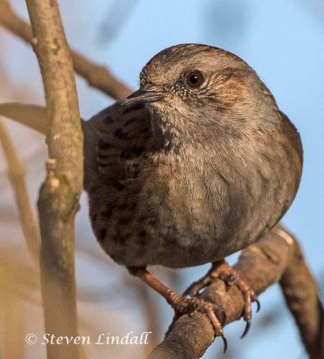 Dunnock