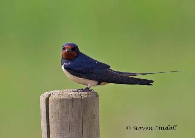 Swifts Swallows and Martins