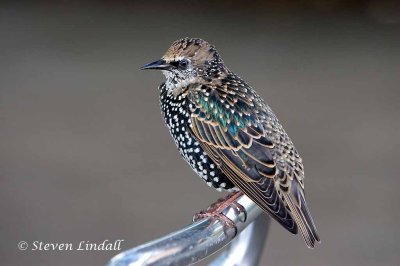 Starling - winter plumage