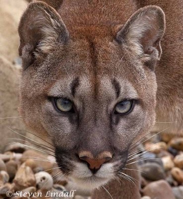 Puma or Mountain Lion