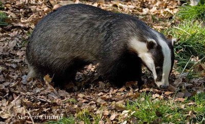 Badger