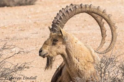 Ibex (Male)