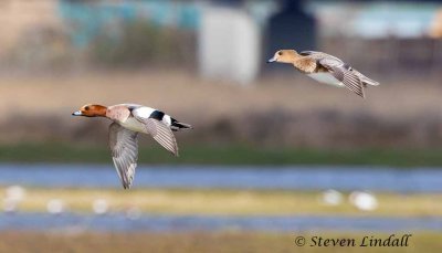 Wigeons