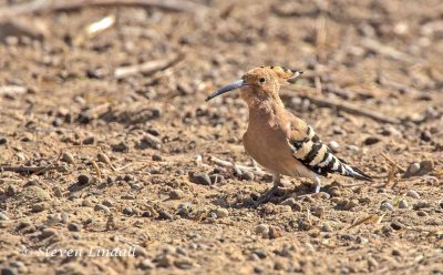 Hoopoe