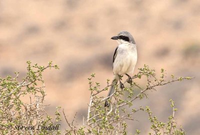 Southern Grey Shrike