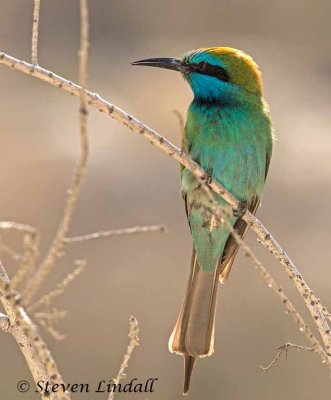 Green Bee-Eater