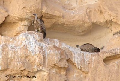 Griffon Vulltures on the nest