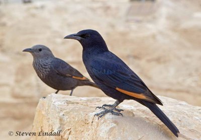 Tristram's Grackle or Starling