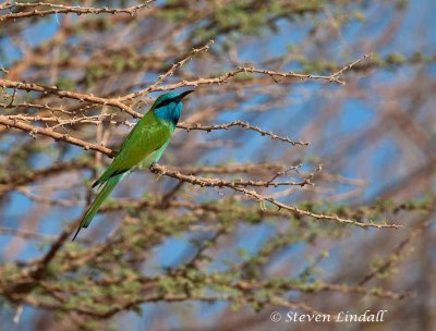 Green Bee-Eater