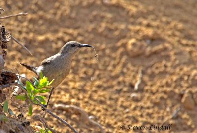 Northern Orange-Tufted Sunbird (Female)