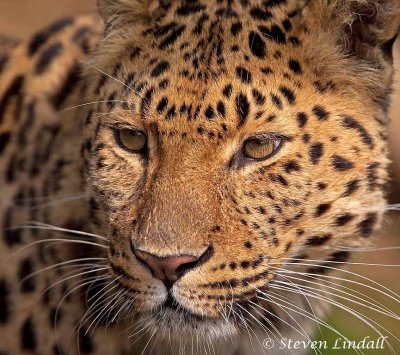 Amur Leopard