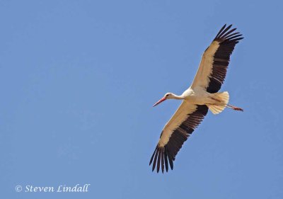 White Stork