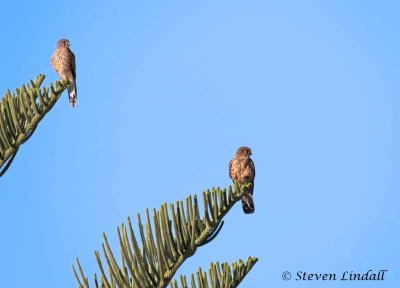 Kestrels