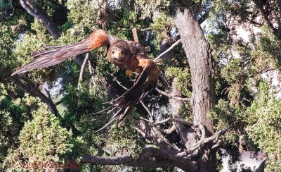 Harris Hawk