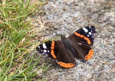 Red Admiral