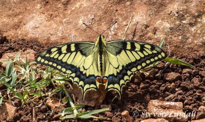 Swallowtail