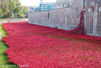 Tower of London Poppy Display