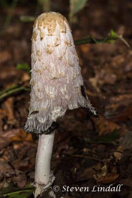 Lawyers Wig or Shaggy Mane