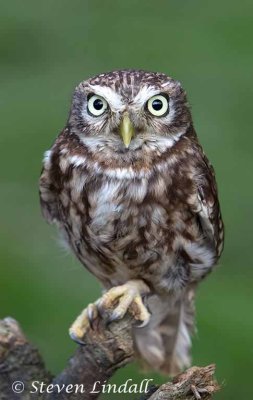 Little Owl