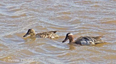 Garganey Pair