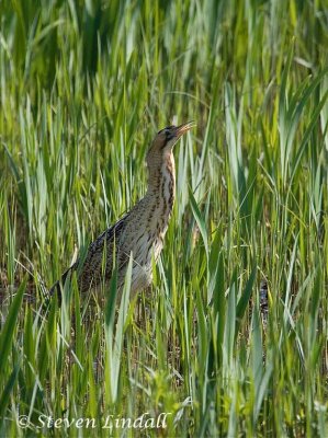 Bittern