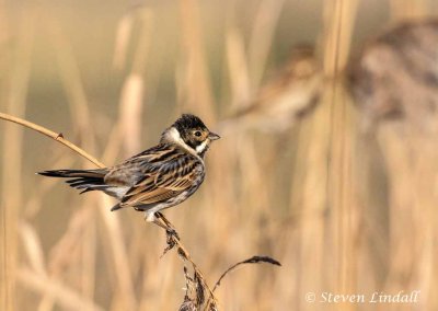 Reed Bunting