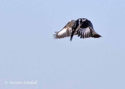 Pied Kingfisher