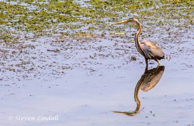 Purple Heron