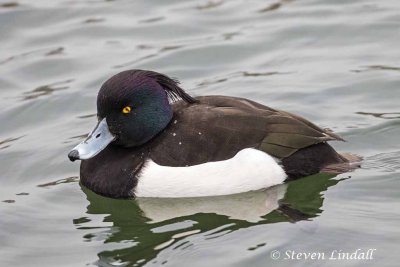 Tufted Duck (Male)
