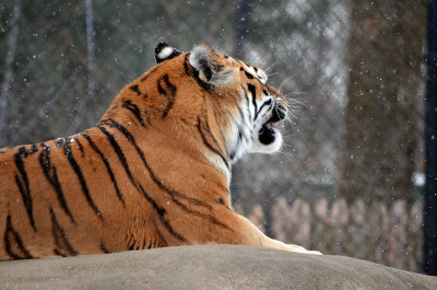 Henry Vilas Zoo - Madison