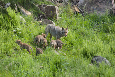 coyote cubs.jpg