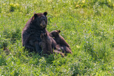 MOM AND CUBS.jpg
