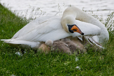 swan-babies.jpg